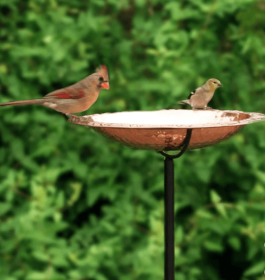 Pure Copper Standing Bird Bath by Good Directions